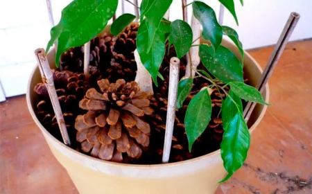 pommes de pin pour des plantes d'interieur toujours vertes