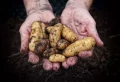 Quel engrais 100 % naturel pour les pommes de terre ? Une récolte 2 fois plus grosse et savoureuse en suivant nos conseils