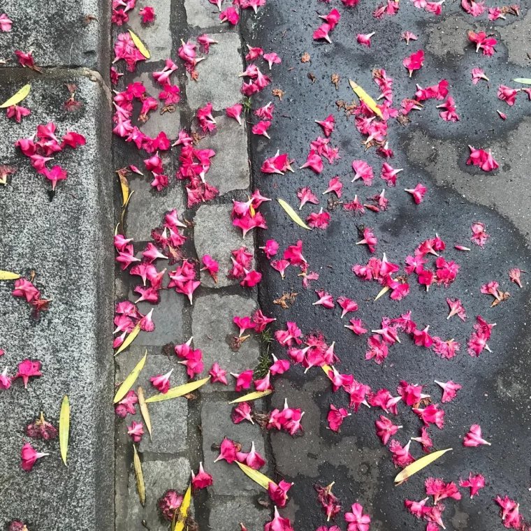 porquoi les fleurs du laurier rose tombent guide pratique