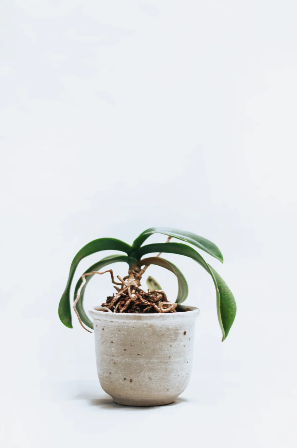 pot ceramique orchidee plante racines aeriennes feuilles tombantes