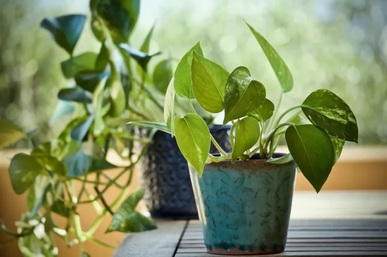 pot fleur ceramique couleur turquoise plante retombante pothos feuilles vertes