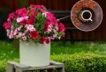 Engrais naturel pour pétunia : conseils et recettes pour une floraison spectaculaire à petit prix !