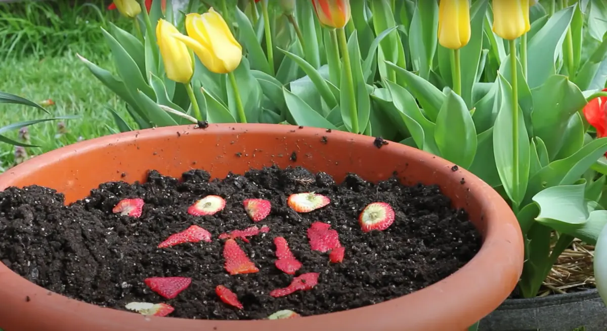 pot plastique terreau faire pousser fraises a partir de fruit planter au sol tulipes jardin