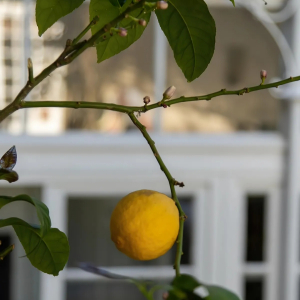 pourquoi le feuillage d un citronier tombe