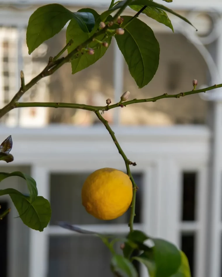 pourquoi le feuillage d un citronier tombe