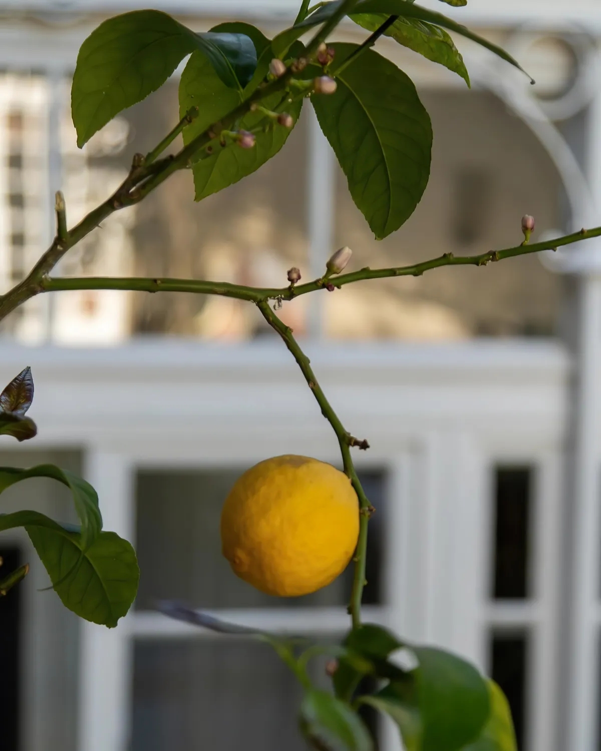 Pourquoi mon citronnier perd ses feuilles et comment stopper la chute ? Tous mes secrets pour