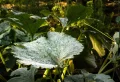 Pourquoi les feuilles de courgettes blanchissent ? Détecter la cause pour y remédier efficacement