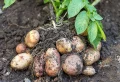 Quel engrais 100 % naturel pour les pommes de terre ? Une récolte 2 fois plus grosse et savoureuse en suivant nos conseils