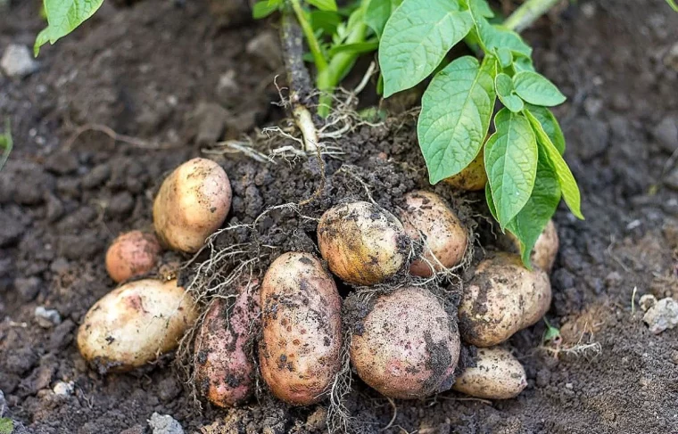 pourquoi les pommes de terre ont besoin d engrais terre feuilles vertes