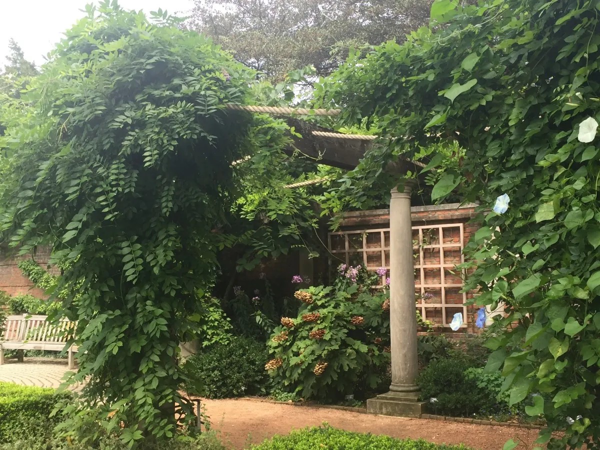 Pourquoi ma glycine ne fleurit pas ? Causes et solutions