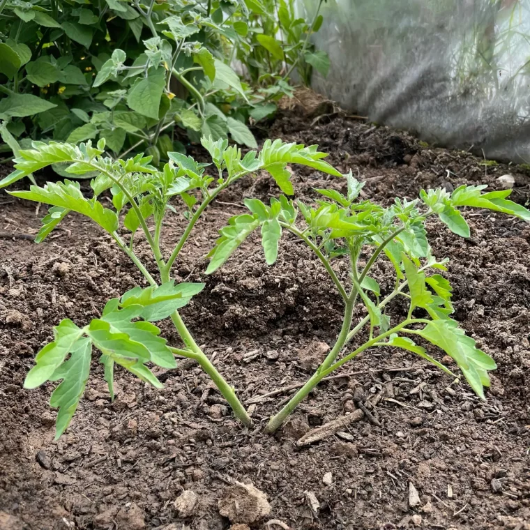 pourquoi mettre du bicarbonate de soude au pied des tomates