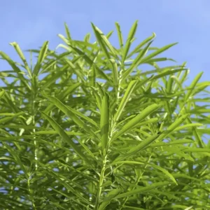 Pourquoi mon laurier rose ne fleurit pas ? Ne vous précipitez pas pour le fertiliser avant de trouver la cause !