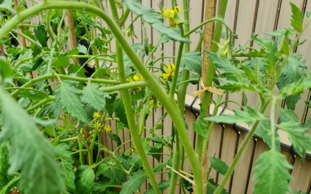 pourquoi tuteurer les tomates et comment le faire