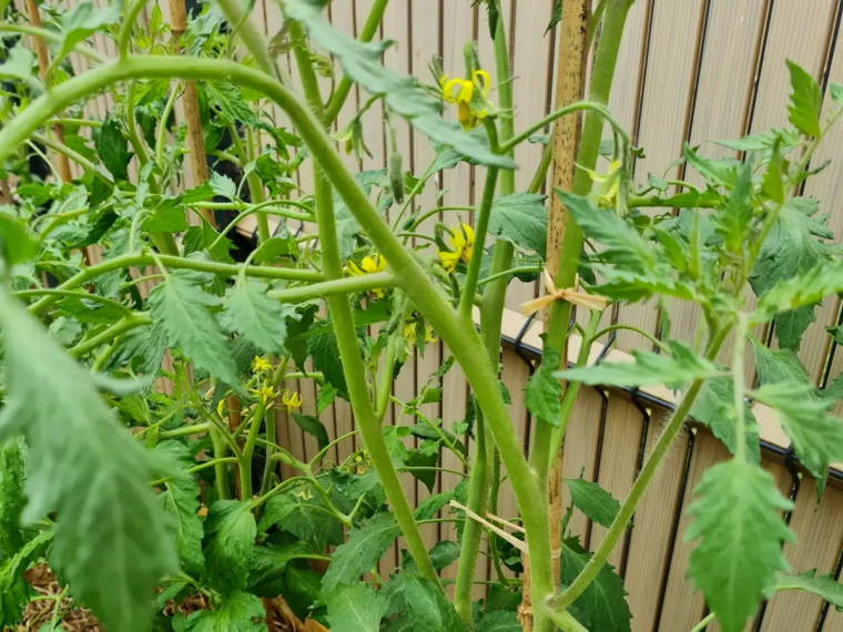 pourquoi tuteurer les tomates et comment le faire