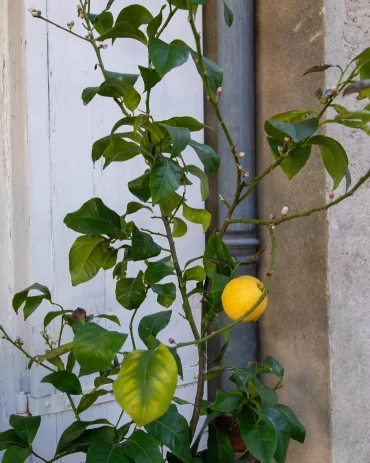 pourquoi un citronnier perd ses feuilles selon les experts