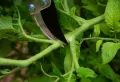 Première taille des tomates : Tout ce qu’il faut savoir pour réussir la toute première taille des plants de tomates !