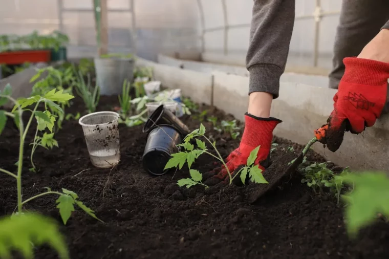preparation plantation tomates pieds jeunes terre gants jardinage outil