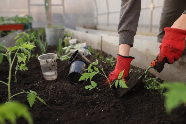 preparation sol plantation tomates pieds jeunes terre gants jardinage outil