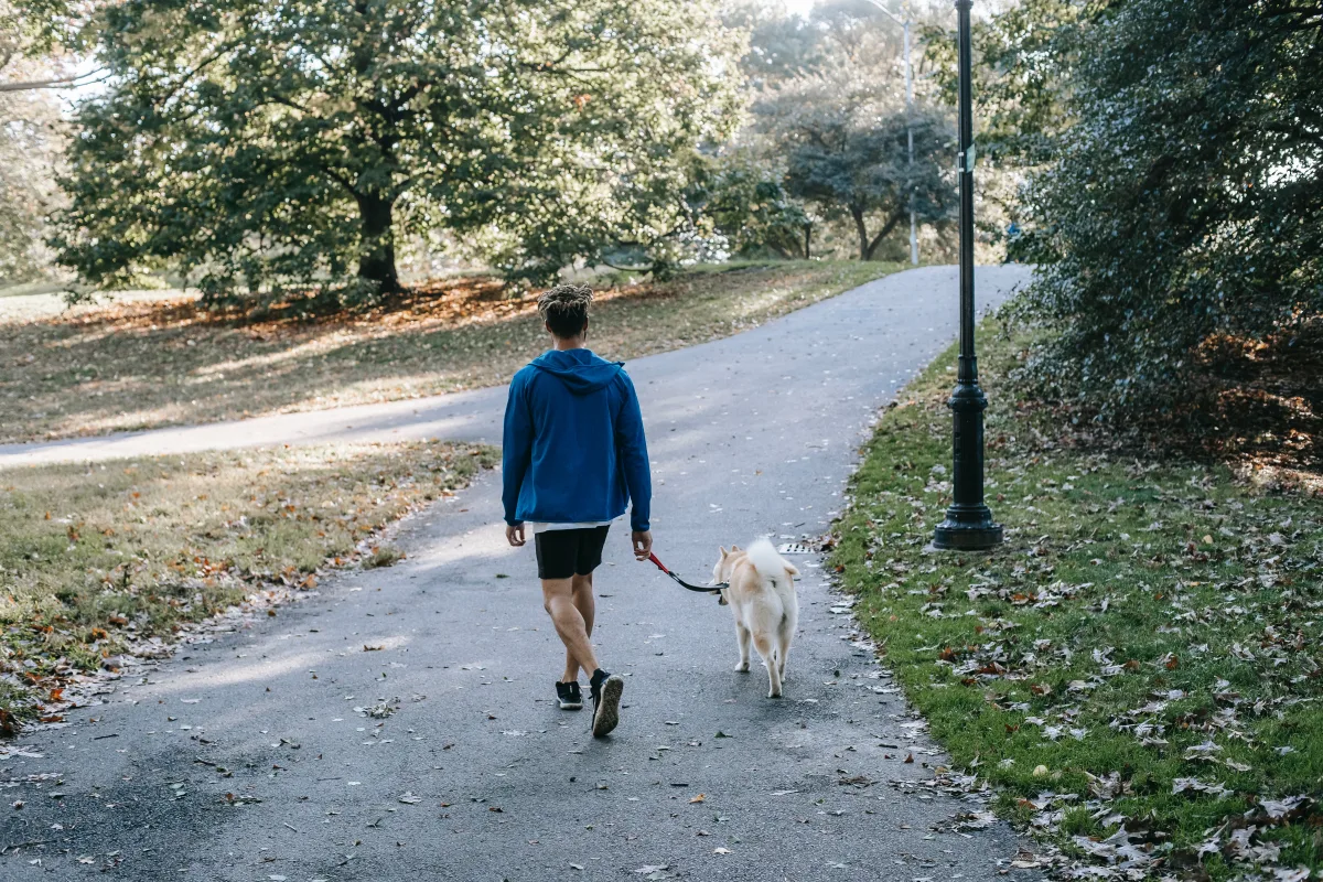 promener son chien pour perdre du poids thermogenese mouvements quotidiens pour maigrir