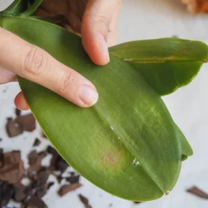pucerons blancs sur feuilles orchidees terreau special traitement parasites