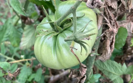 purin d ortie contre le mildiou tomate verte feuilles seches