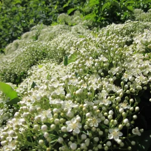 pyracantha coccinea arbuste floraison blanche petales fleurs plein soleil