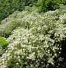pyracantha coccinea arbuste floraison blanche petales fleurs plein soleil