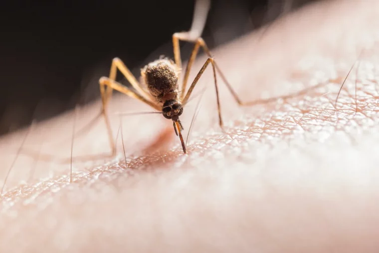 qu est ce qui attire les moustiques comment se débarrasser