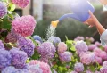 Comment booster la floraison de l’hortensia pour avoir un jardin de rêve cet été ?