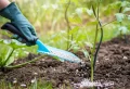 Quand mettre de l’engrais aux tomates ? Guide détaillé pour réussir la fertilisation des plants de tomates