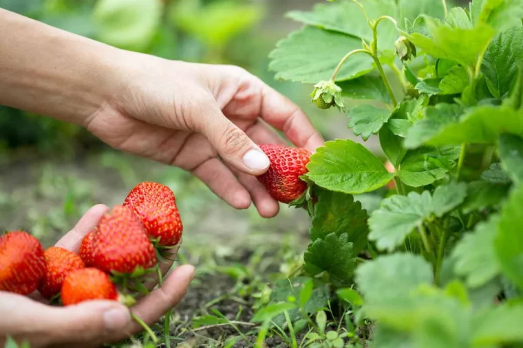 quand et comment recolter les fraises en 2023