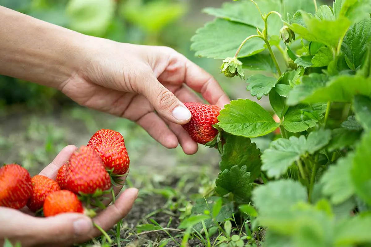 quand et comment recolter les fraises en 2023 comment accelerer le murissement de fraises