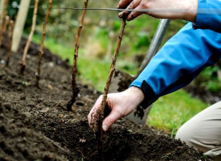 quand et comment repiquer des plants de framboisiers mains enchemise bleu etgants blancs