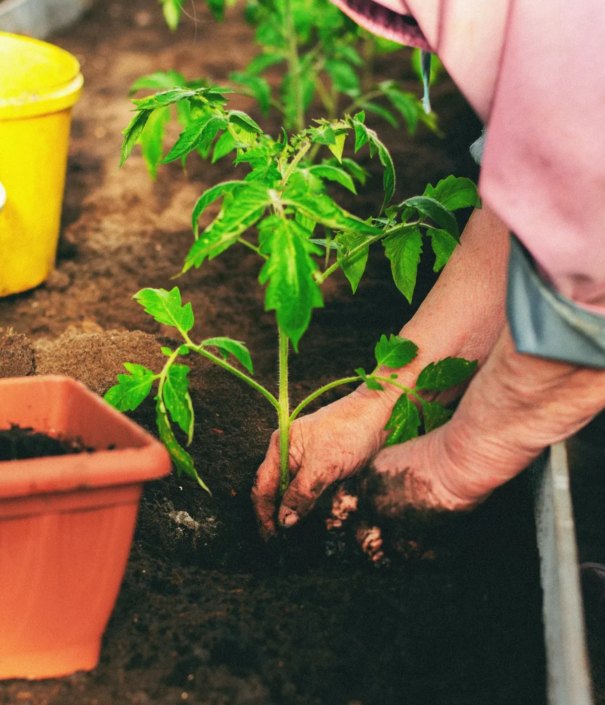 quand planter des tomates en pleine terre étape par étape planter tomates potager
