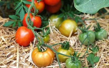 quand planter des tomates sous serre paille fruits rouges et verts
