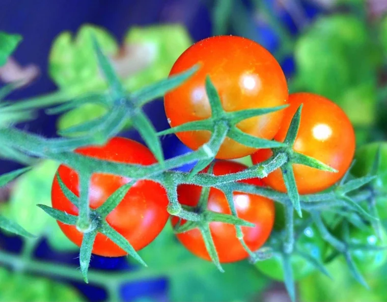 quatre tomates rondes rouges sur branche