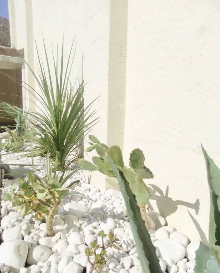 que des plantes vertes avec des cailloux blancs mur blanc jardin