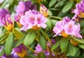 Quel engrais pour rhododendron choisir et à quel moment l’appliquer pour profiter d’une floraison abondante ?