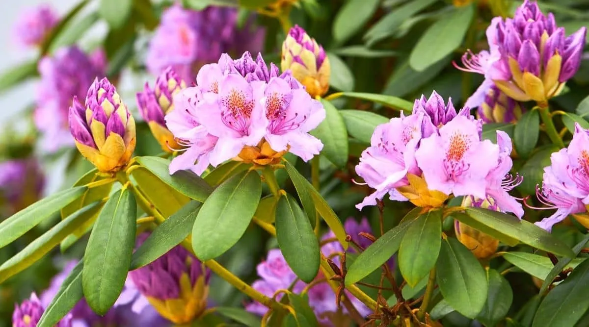 que faire pour stimuler la floraison du rhododendron