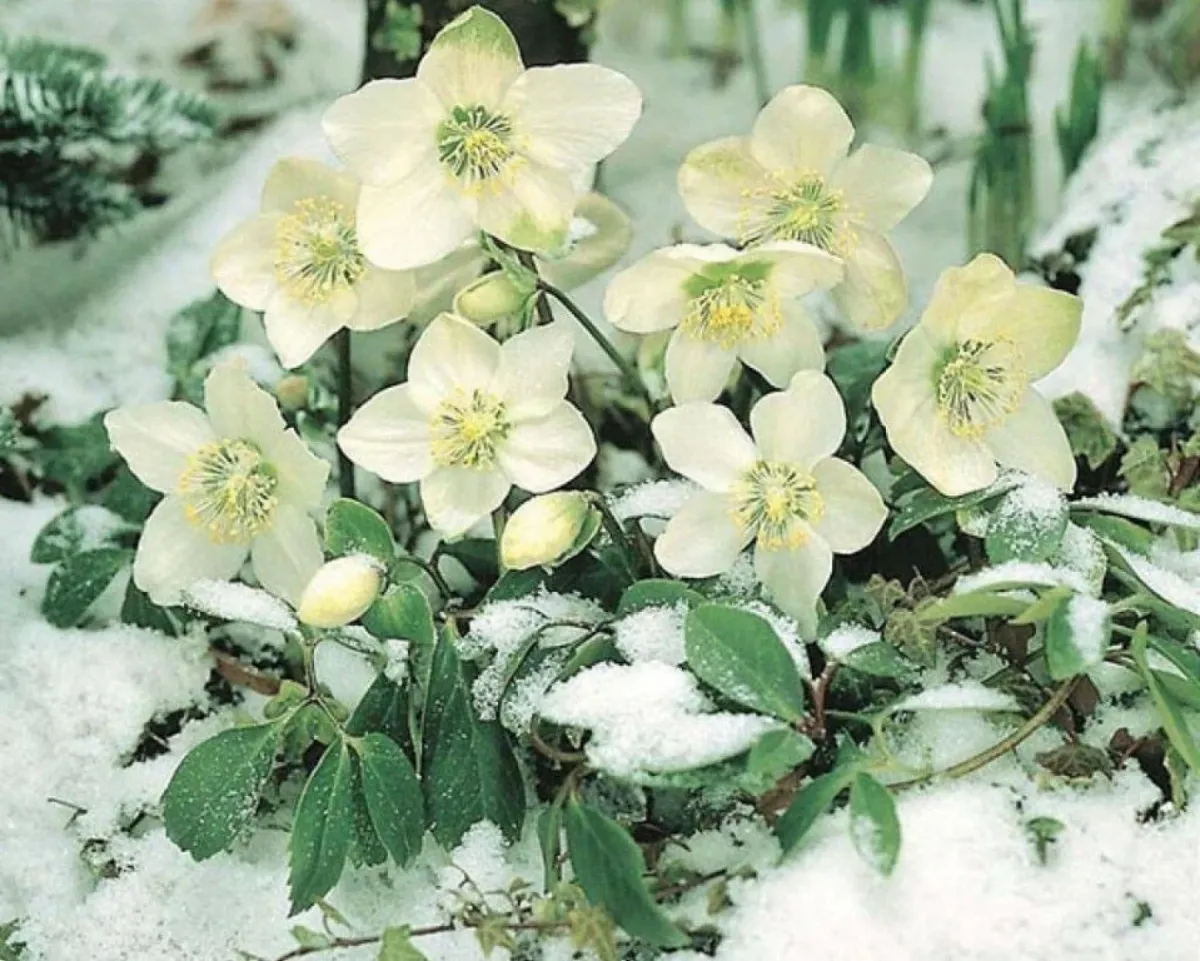 que planter à l'ombre rose careme blanche dans la neige