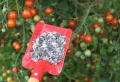Quand mettre de l’engrais aux tomates ? Guide détaillé pour réussir la fertilisation des plants de tomates
