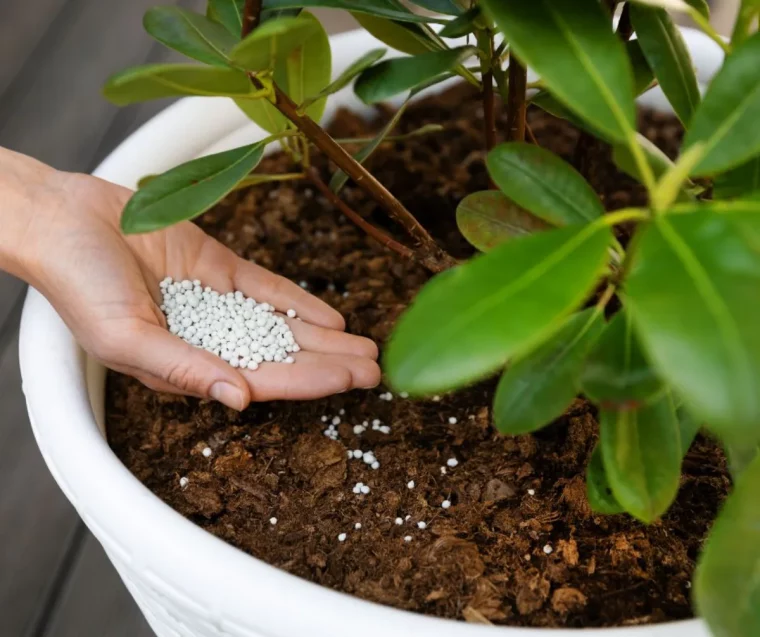 quel engrais pour citronnier plante acidophiles quelle terre