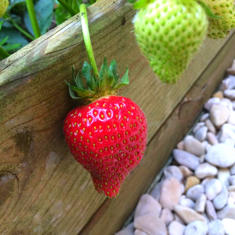 quel engrais pour les fraisier au pintemps fruit vert et rouge