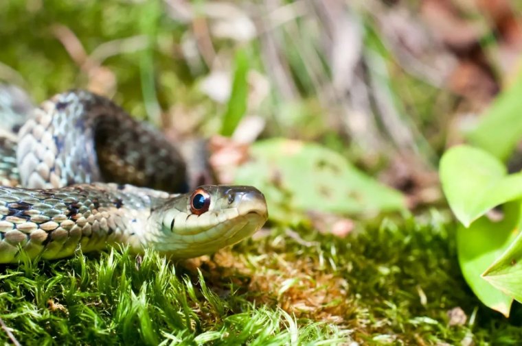 quel est le meilleur repulsif de serpent et comment l utiliser