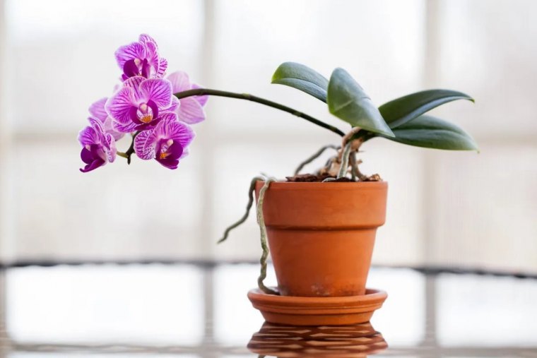 quel pot utiliser pour les orchidees conseils