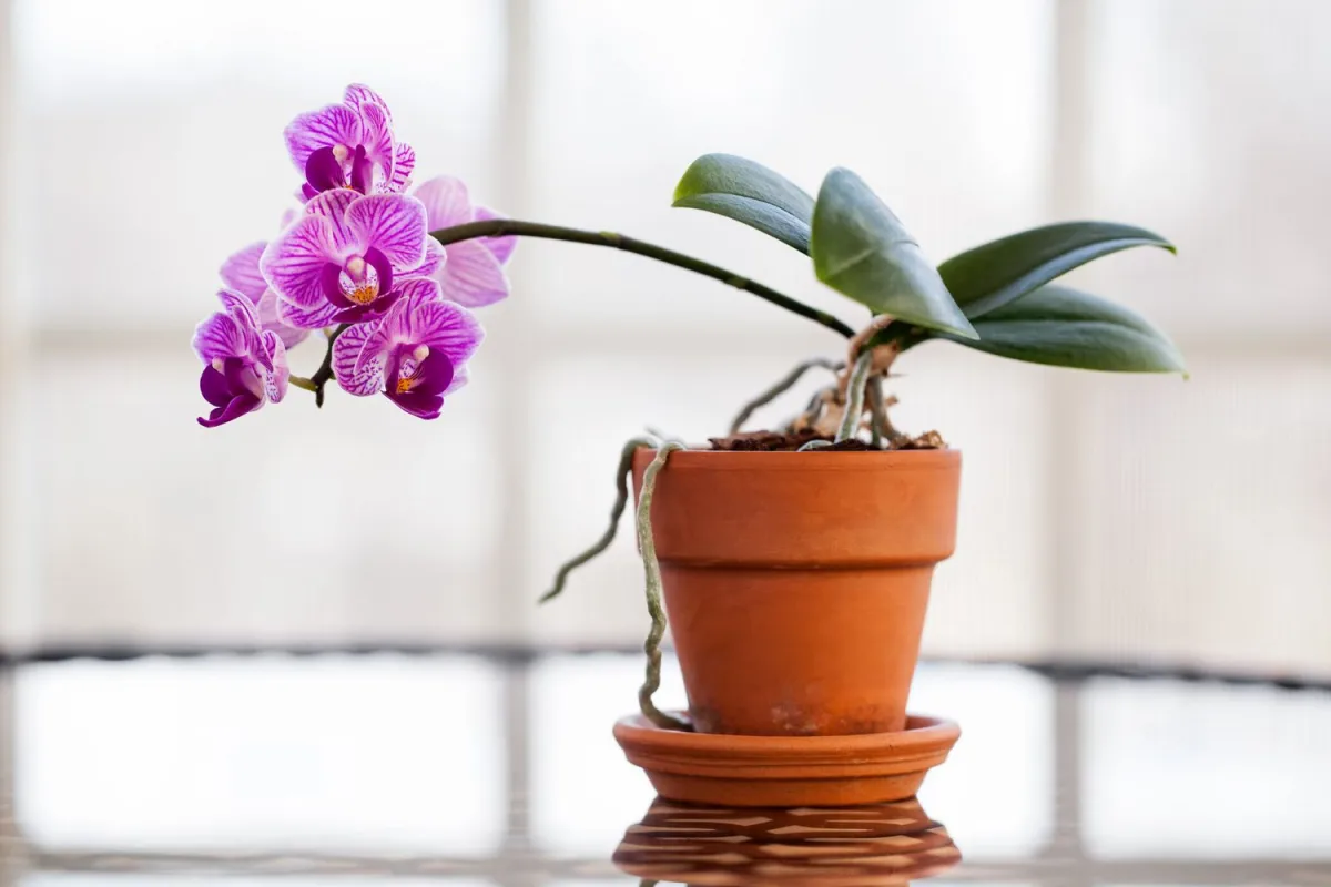 quel pot utiliser pour les orchidees conseils