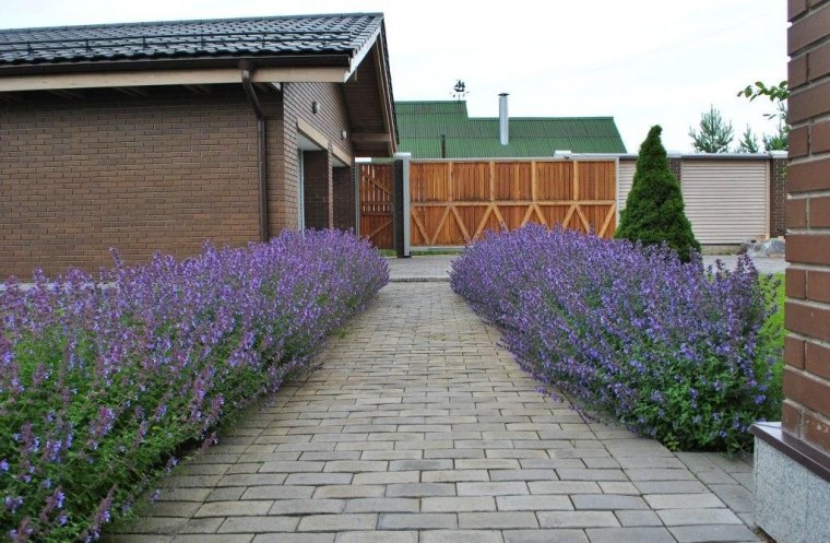 quelle est la meilleure plante anti moustique lavande allee devant maison