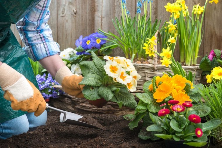 quelles fleurs pour un massif en plein soleil bouquet de fleurs naturels unhomme agenoux plantes desfleurs