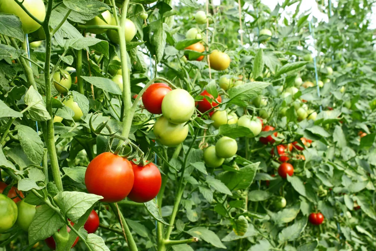 quels legumes faut il planter a cote des tomates