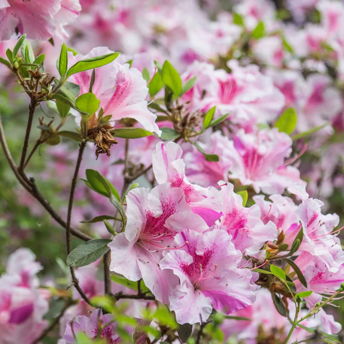 quels soins pour un rhododendron epanoui conseils